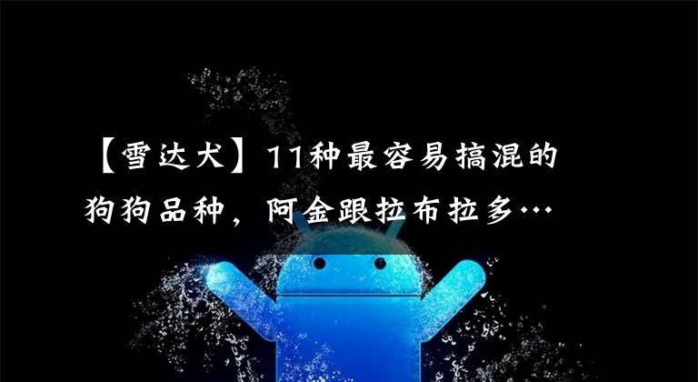 【雪达犬】11种最容易搞混的狗狗品种，阿金跟拉布拉多…到底差在哪？