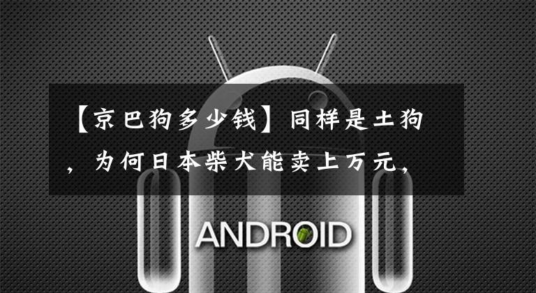 【京巴狗多少钱】同样是土狗，为何日本柴犬能卖上万元，而中华田园犬却无人问津？