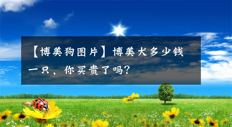 【博美狗图片】博美犬多少钱一只，你买贵了吗？