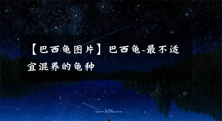 【巴西龟图片】巴西龟-最不适宜混养的龟种