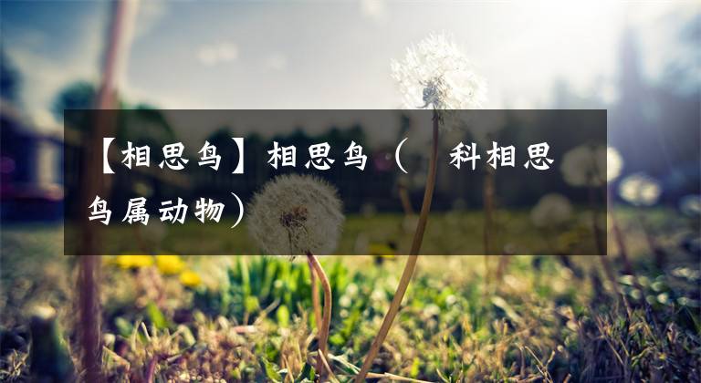 【相思鸟】相思鸟(鹟科相思鸟属动物)
