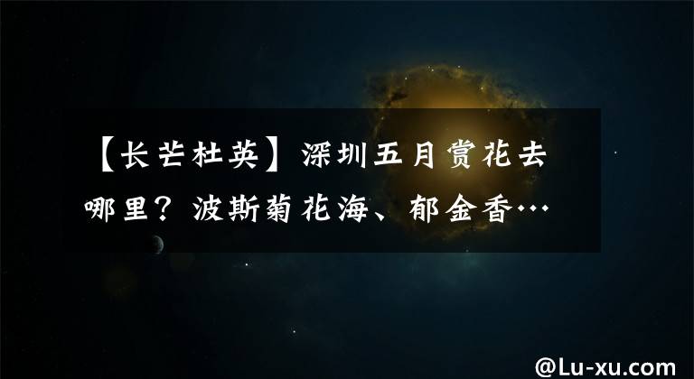 【长芒杜英】深圳五月赏花去哪里?波斯菊花海、郁金香…花开正好!千万别错过啦!