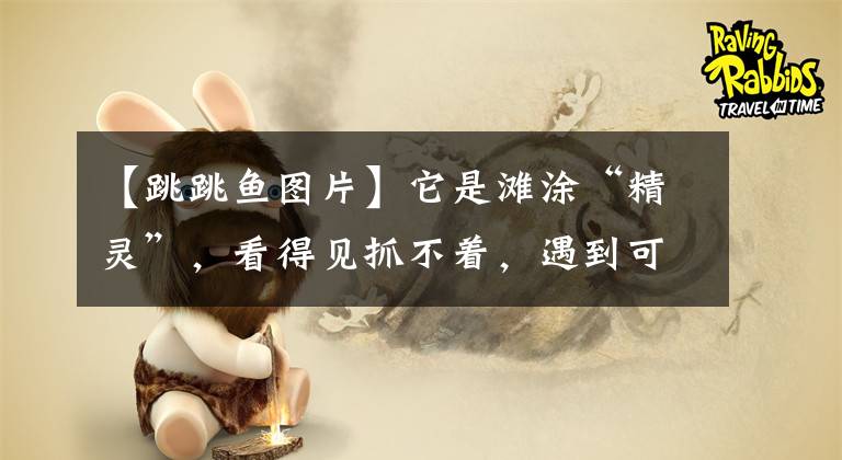【跳跳鱼图片】它是滩涂“精灵”，看得见抓不着，遇到可别错过，先蒸后煎真解馋