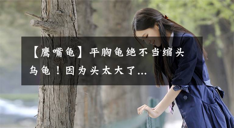 【鹰嘴龟】平胸龟绝不当缩头乌龟！因为头太大了...