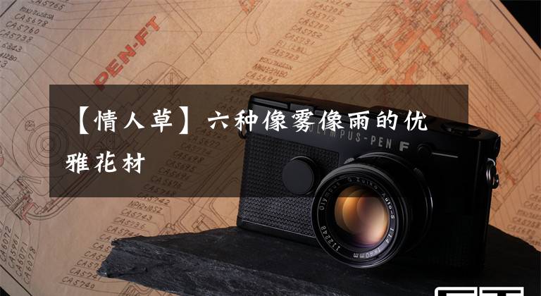 【情人草】六种像雾像雨的优雅花材