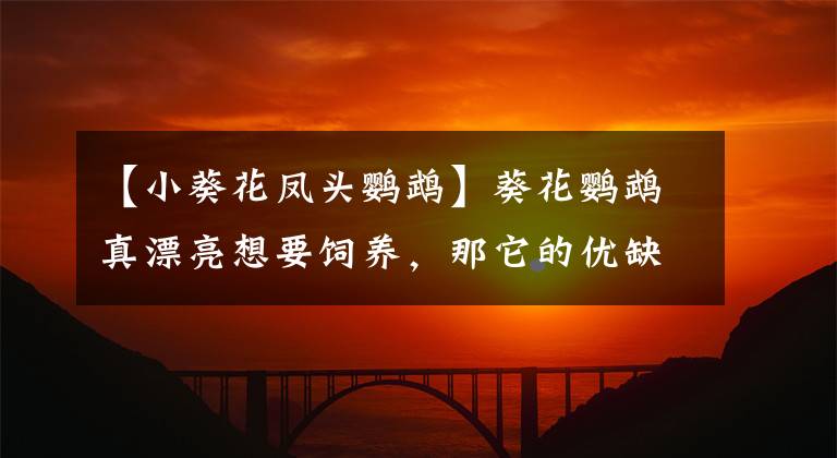 【小葵花凤头鹦鹉】葵花鹦鹉真漂亮想要饲养，那它的优缺点你知道吗？看这一篇就够了