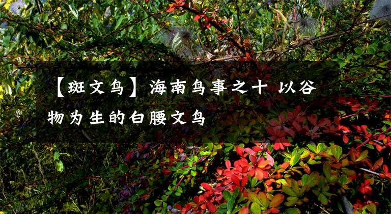 【斑文鸟】海南鸟事之十 以谷物为生的白腰文鸟