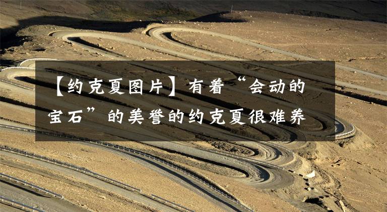 【约克夏图片】有着“会动的宝石”的美誉的约克夏很难养么？为什么养的人这么少