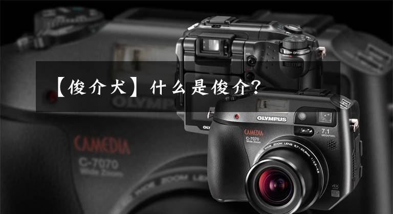 【俊介犬】什么是俊介？