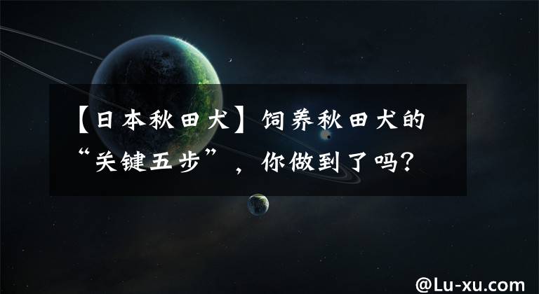 【日本秋田犬】饲养秋田犬的“关键五步”，你做到了吗？