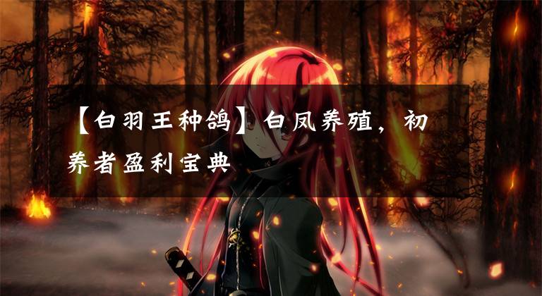 【白羽王种鸽】白凤养殖,初养者盈利宝典