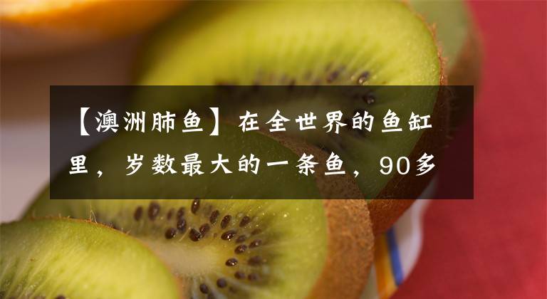 【澳洲肺鱼】在全世界的鱼缸里，岁数最大的一条鱼，90多岁