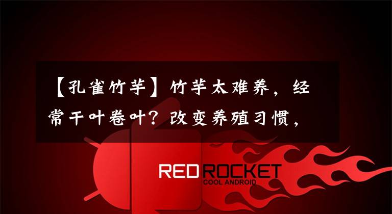 【孔雀竹芋】竹芋太难养，经常干叶卷叶？改变养殖习惯，叶片青翠，新叶生长快