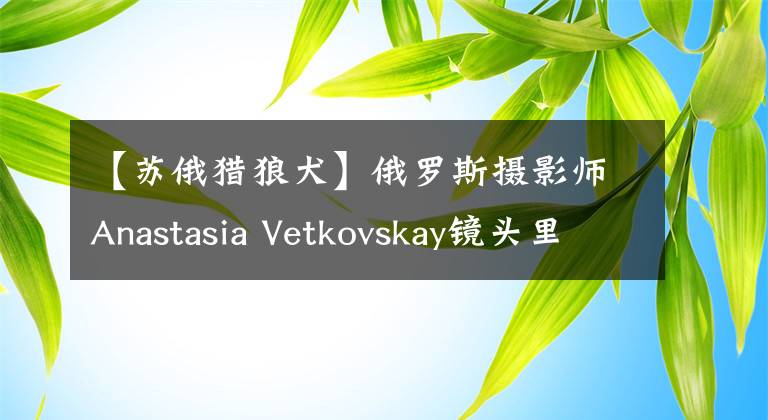 【苏俄猎狼犬】俄罗斯摄影师Anastasia Vetkovskay镜头里的视觉系猎犬