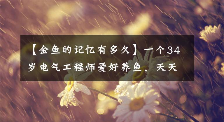 【金鱼的记忆有多久】一个34岁电气工程师爱好养鱼,天天拍抖音有什么用?