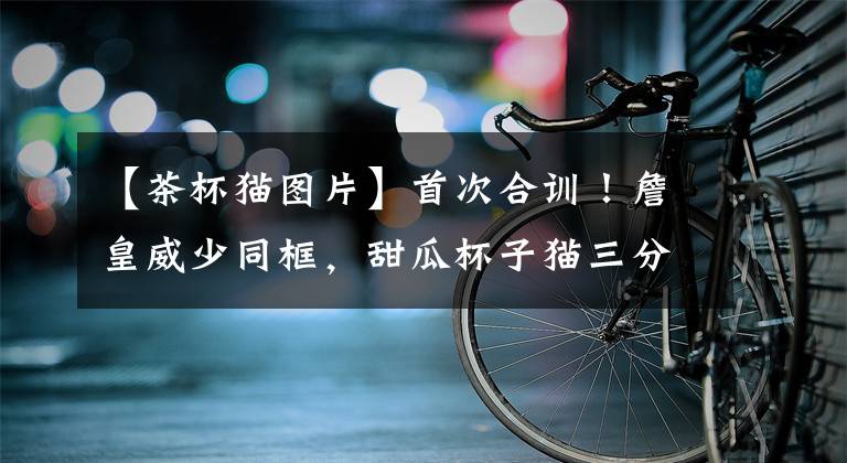 【茶杯猫图片】首次合训！詹皇威少同框，甜瓜杯子猫三分全中！浓眉又在偷懒？