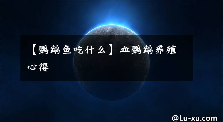 【鹦鹉鱼吃什么】血鹦鹉养殖心得