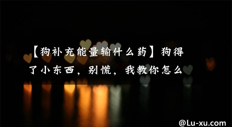 【狗补充能量输什么药】狗得了小东西,别慌,我教你怎么用药