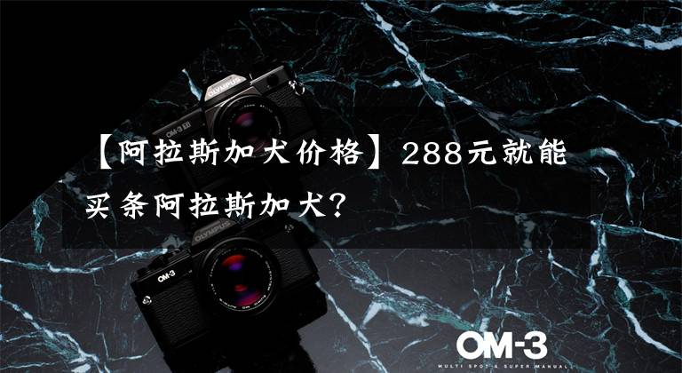 【阿拉斯加犬价格】288元就能买条阿拉斯加犬?