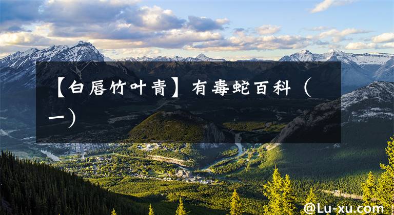 【白唇竹叶青】有毒蛇百科(一)