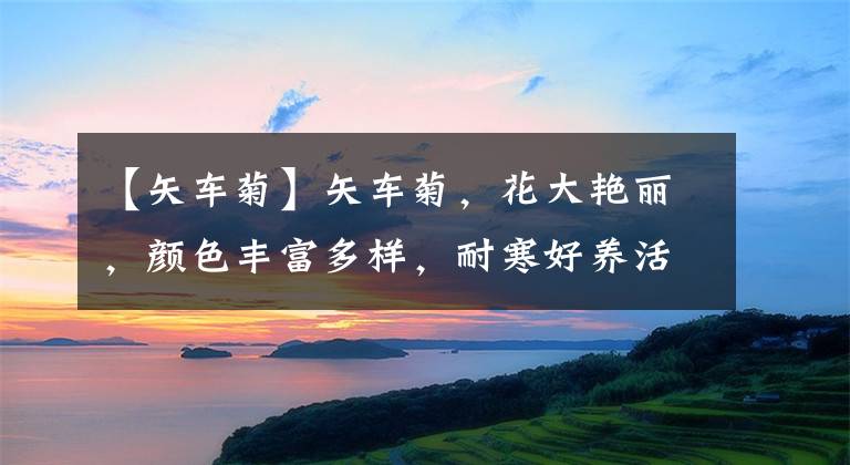 【矢车菊】矢车菊,花大艳丽,颜色丰富多样,耐寒好养活,三月开春就能种植