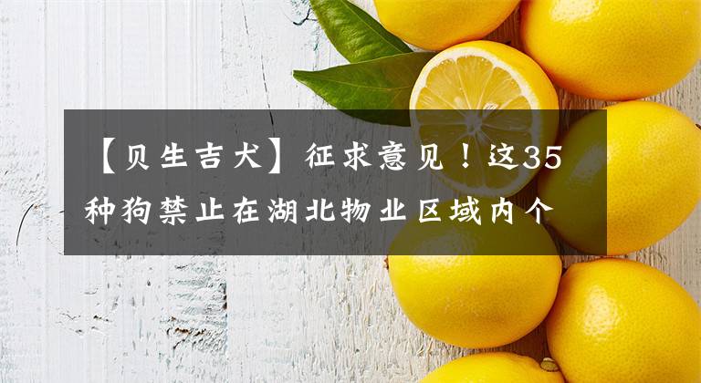 【贝生吉犬】征求意见！这35种狗禁止在湖北物业区域内个人饲养！哈士奇、萨摩耶上榜