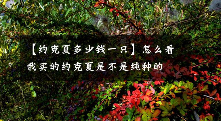 【约克夏多少钱一只】怎么看我买的约克夏是不是纯种的