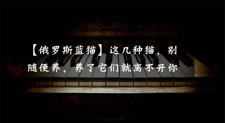 【俄罗斯蓝猫】这几种猫，别随便养，养了它们就离不开你了