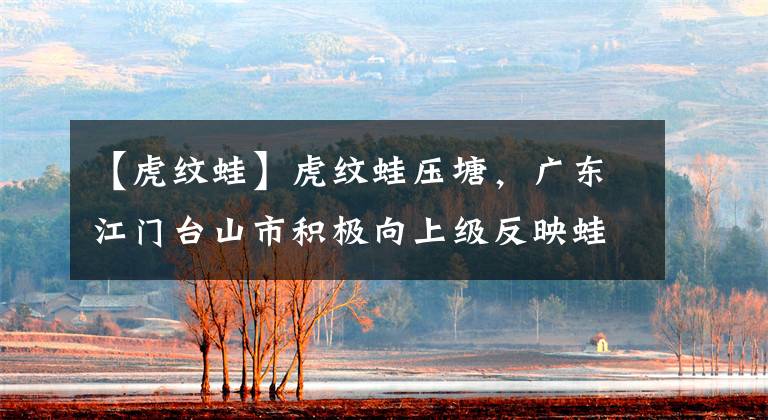 【虎纹蛙】虎纹蛙压塘,广东江门台山市积极向上级反映蛙农诉求,寻求解决办法