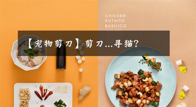 【宠物剪刀】剪刀...寻猫？