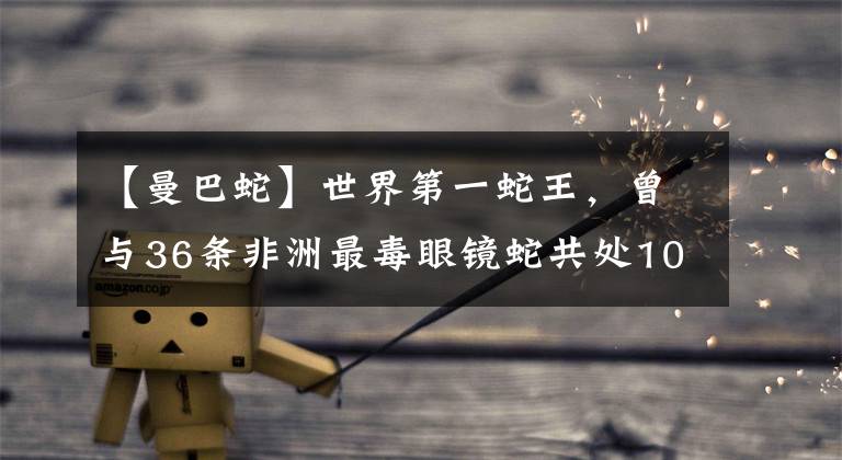 【曼巴蛇】世界第一蛇王，曾与36条非洲最毒眼镜蛇共处107天，被咬仍不离开