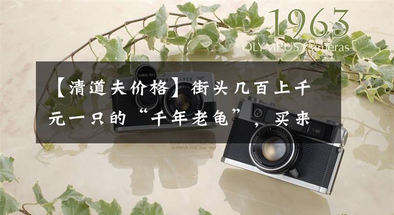 【清道夫价格】街头几百上千元一只的“千年老龟”，买来放生可能好心办坏事