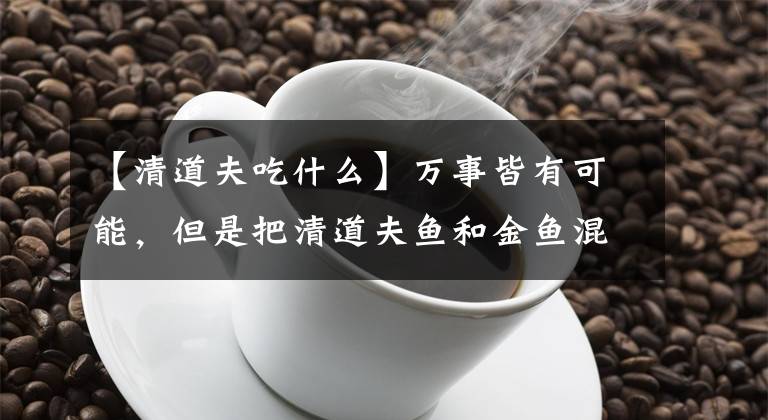 【清道夫吃什么】万事皆有可能，但是把清道夫鱼和金鱼混养，我们一定要谨慎