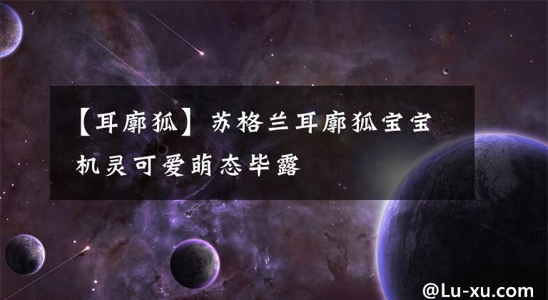 【耳廓狐】苏格兰耳廓狐宝宝 机灵可爱萌态毕露