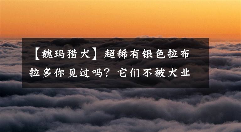 【魏玛猎犬】超稀有银色拉布拉多你见过吗?它们不被犬业协会承认却卖得超贵