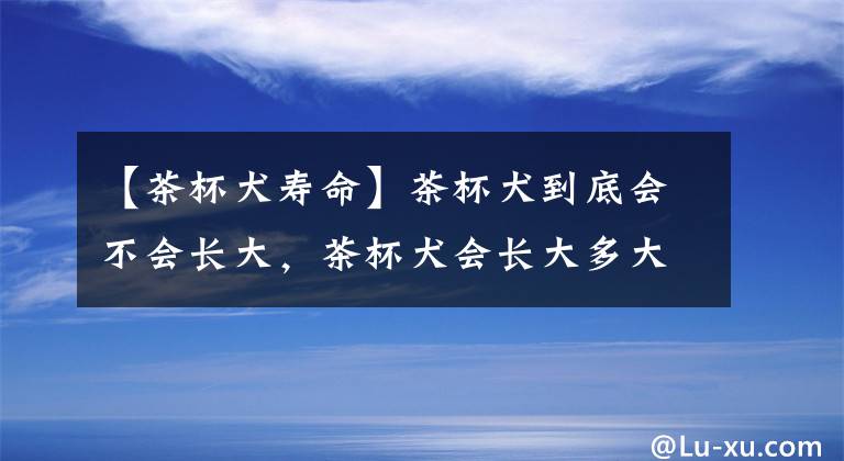 【茶杯犬寿命】茶杯犬到底会不会长大,茶杯犬会长大多大?