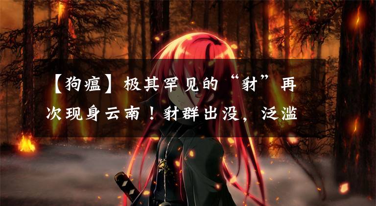 【狗瘟】极其罕见的“豺”再次现身云南！豺群出没，泛滥的野猪要小心了