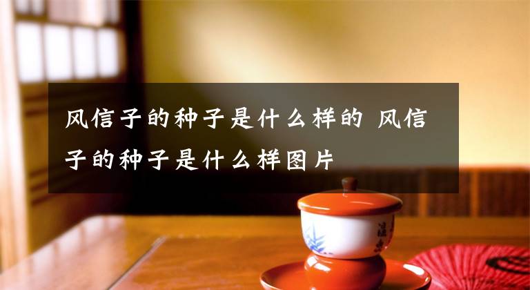 风信子的种子是什么样的 风信子的种子是什么样图片