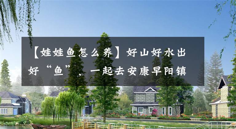 【娃娃鱼怎么养】好山好水出好“鱼”，一起去安康早阳镇高举村看“娃娃鱼”如何养