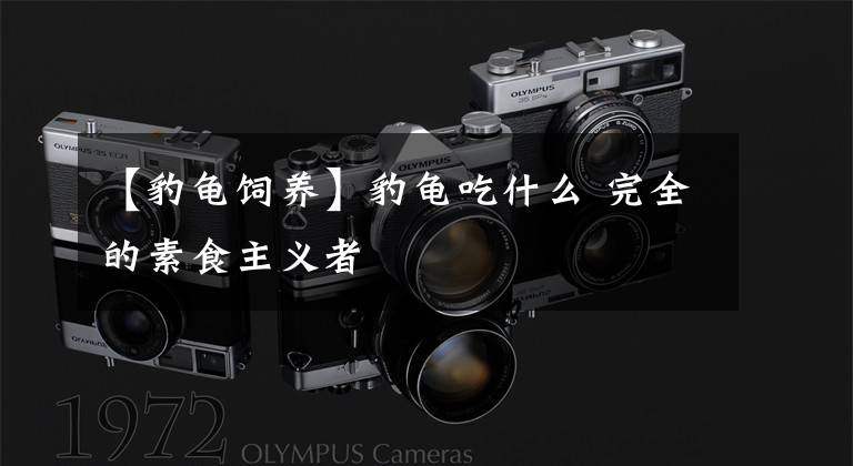 【豹龟饲养】豹龟吃什么 完全的素食主义者