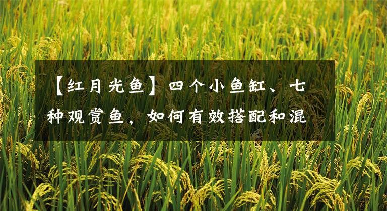 【红月光鱼】四个小鱼缸、七种观赏鱼,如何有效搭配和混养,才是最佳选择?
