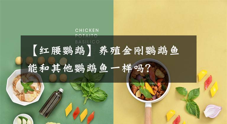 【红腰鹦鹉】养殖金刚鹦鹉鱼能和其他鹦鹉鱼一样吗?