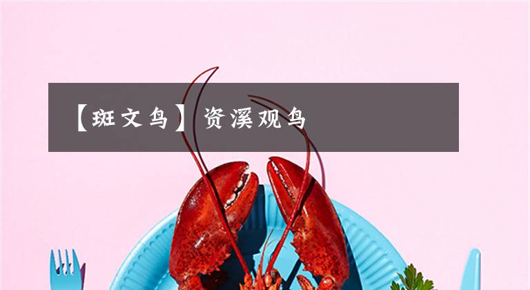 【斑文鸟】资溪观鸟