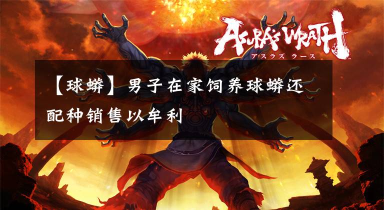 【球蟒】男子在家饲养球蟒还配种销售以牟利