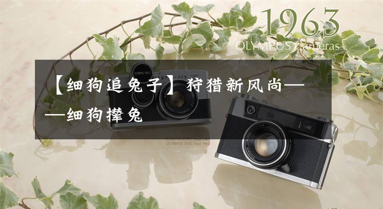 【细狗追兔子】狩猎新风尚——细狗撵兔