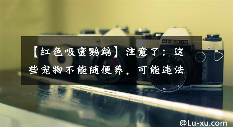 【红色吸蜜鹦鹉】注意了：这些宠物不能随便养，可能违法，已经有人因此坐牢！