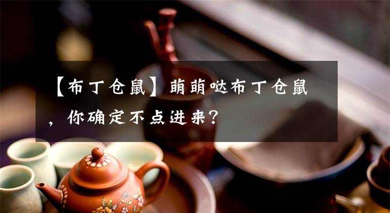 【布丁仓鼠】萌萌哒布丁仓鼠，你确定不点进来？