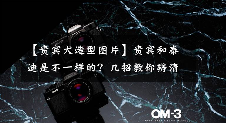 【贵宾犬造型图片】贵宾和泰迪是不一样的?几招教你辨清