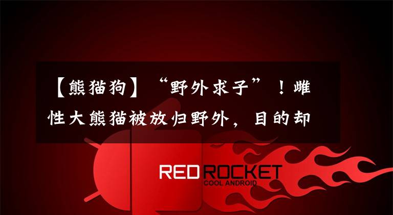 【熊猫狗】“野外求子”!雌性大熊猫被放归野外,目的却是与雄性交配