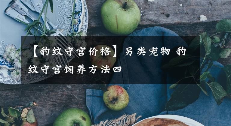 【豹纹守宫价格】另类宠物 豹纹守宫饲养方法四